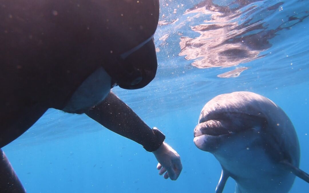 The Man and the Dolphin: A Touching Story – Blog