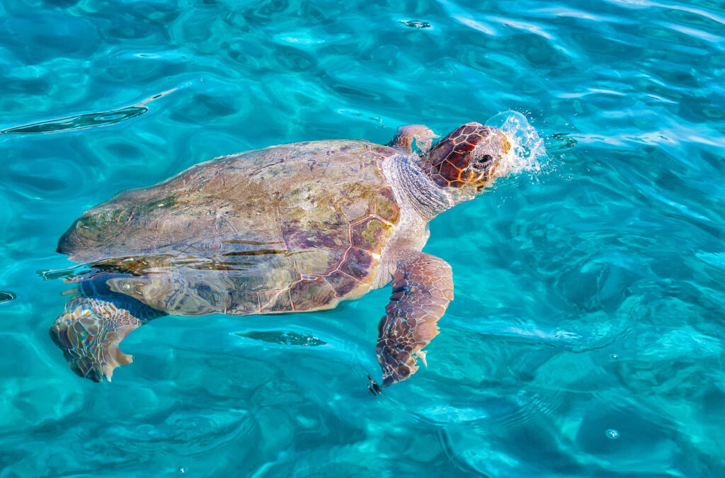 Greece’s Caretta Caretta- the Majestic Loggerhead Sea Turtle