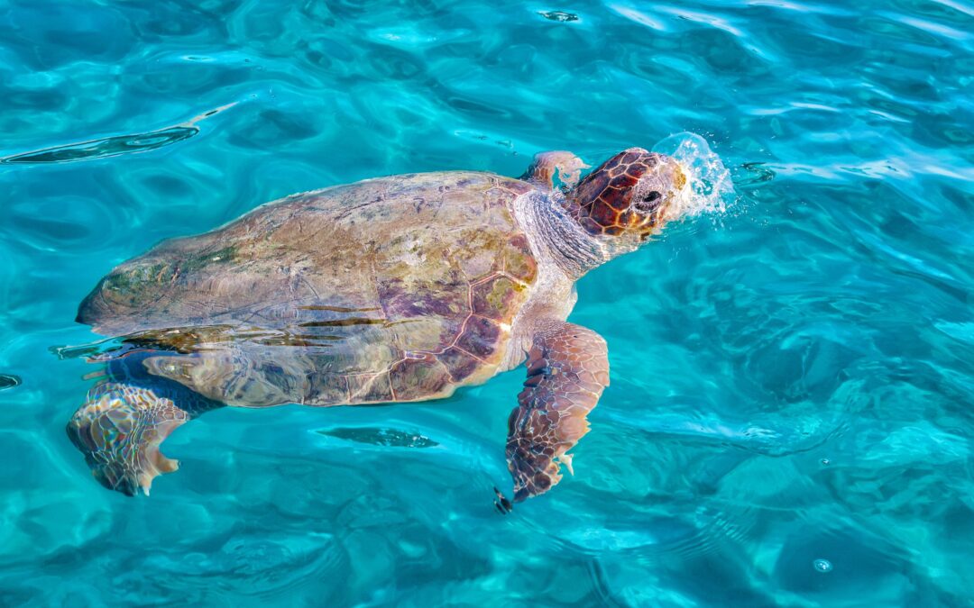 FLY ME TO THE MOON TRAVEL NEWSLETTER VOLUME 99