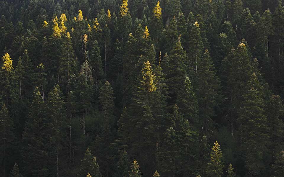 A Weekend in Elati and Pertouli