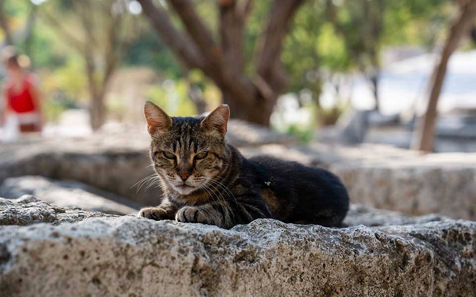 “They Are Waiting for You Every Day”: Caring for the Stray Cats of Athens