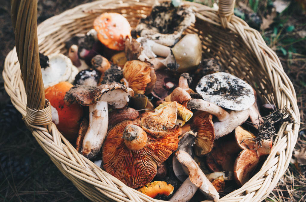 The Magic of Mushroom Hunting in Northern Greece