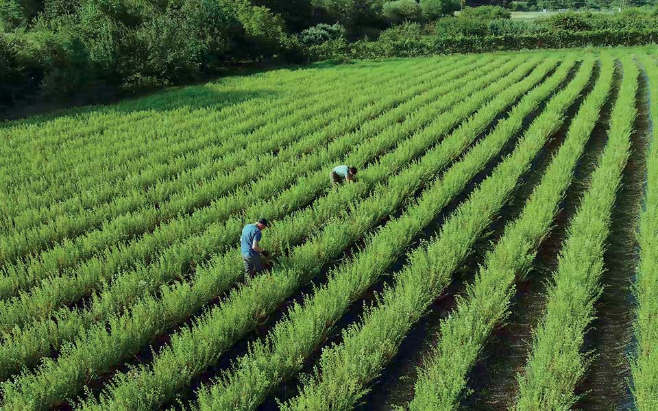 Reviving Ancient Traditions: Greek Herbs in the Modern Era