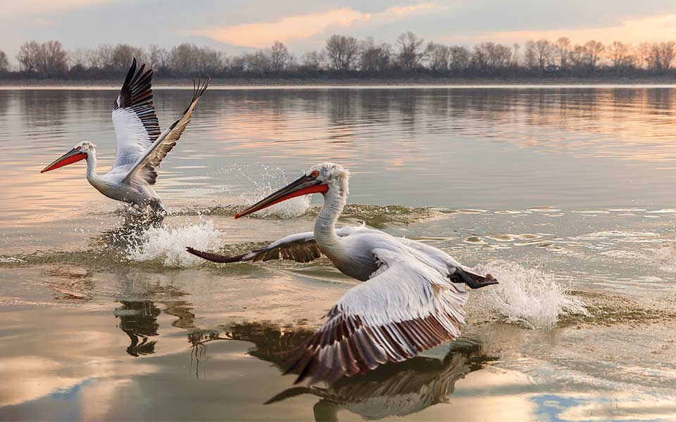 A Spring Escape to Lake Kerkini