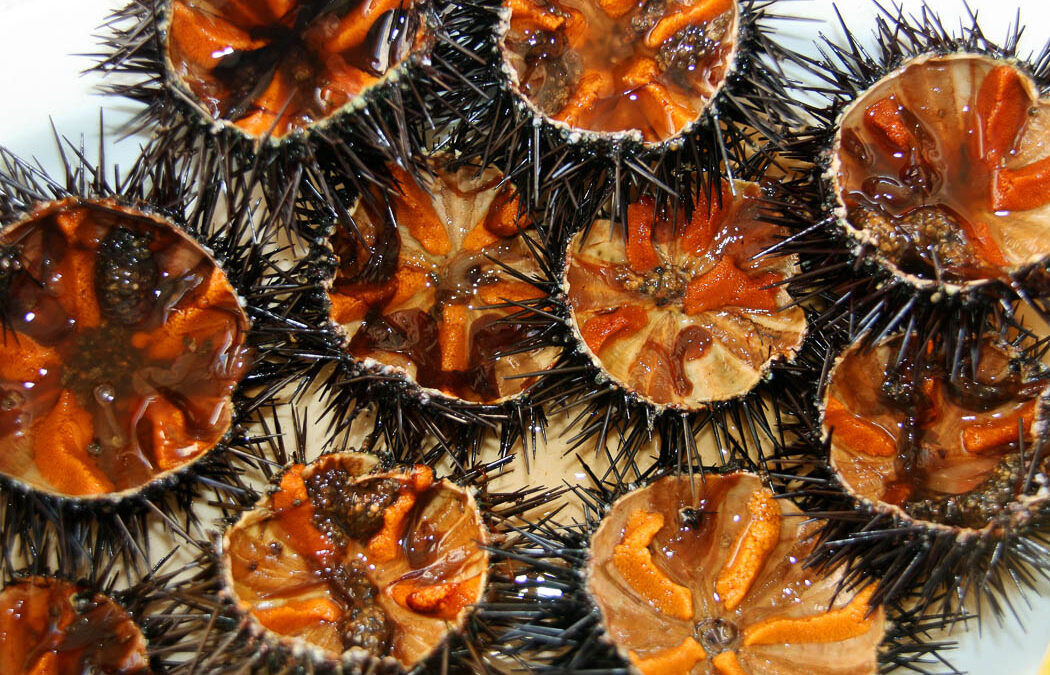 Sea Urchin: A Mediterranean Delicacy